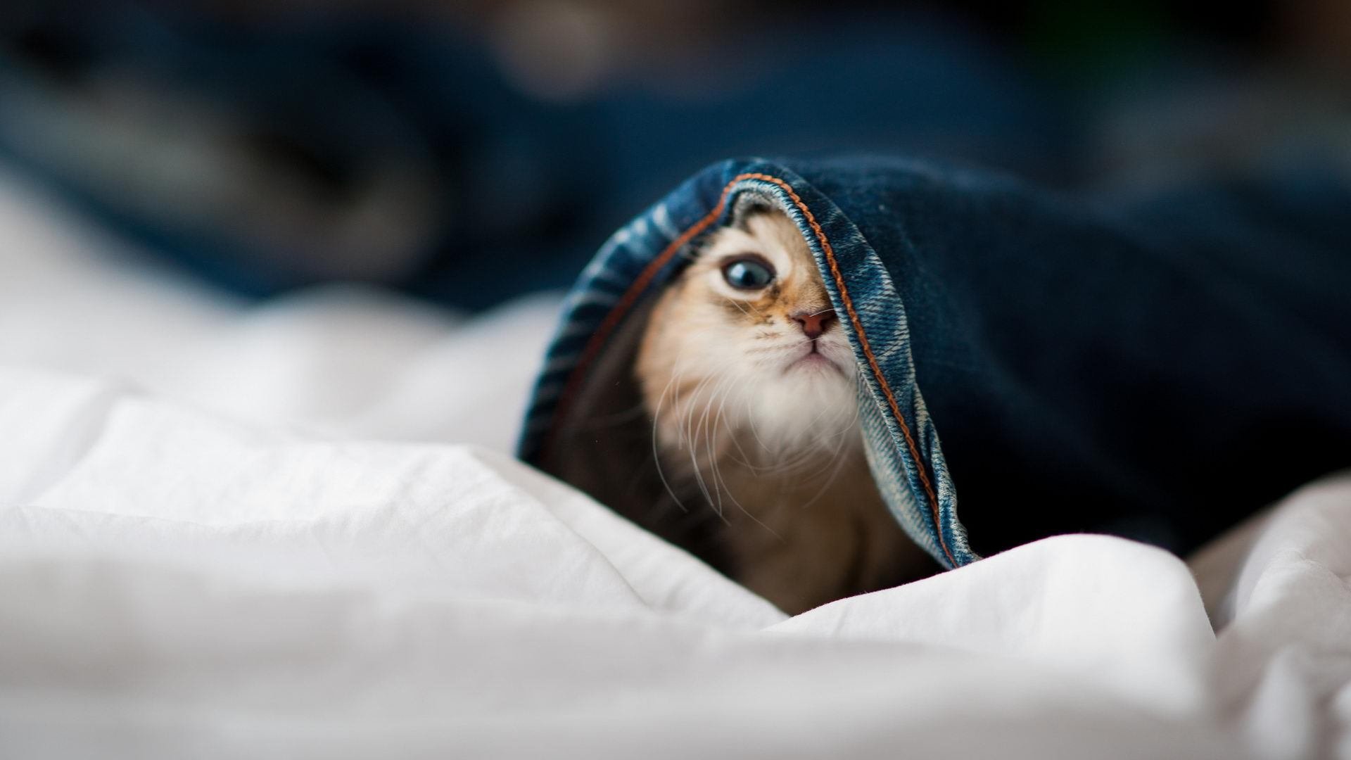 爱游戏体育客户端-赛场瞬间:球迷票选的年度最佳镜头,最佳球员投票