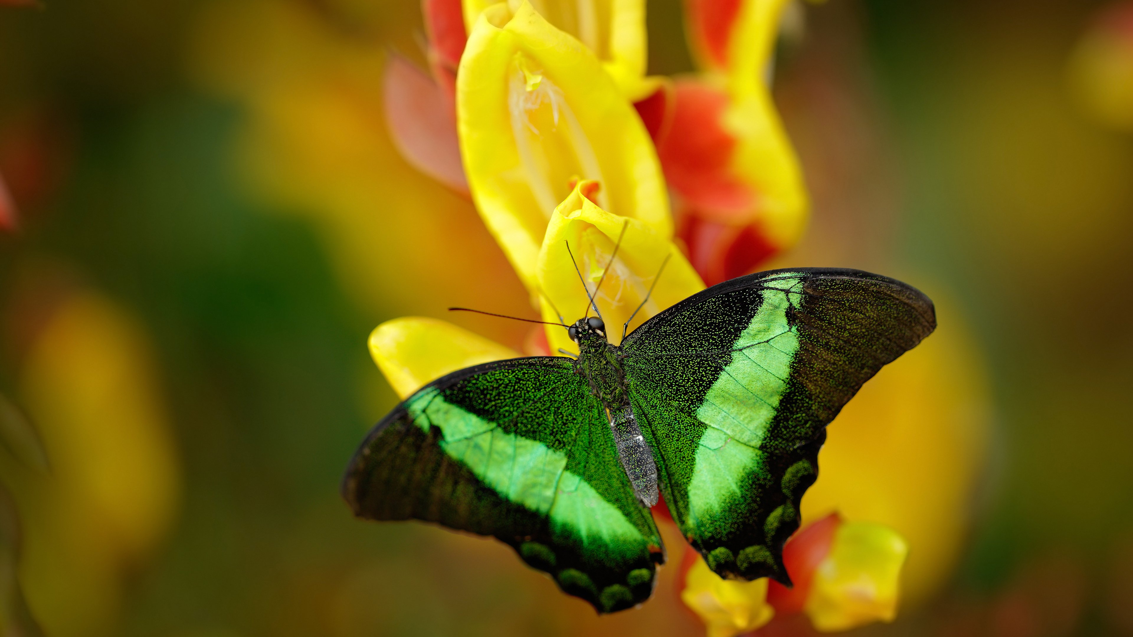 爱游戏内容中心-塞内加尔男足小组赛全胜，强势晋级淘汰赛，塞内加尔足球怎么样