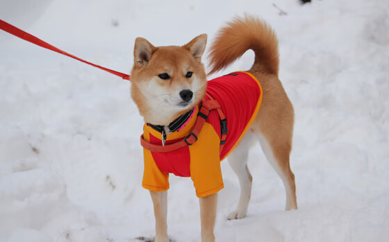 爱游戏登录入口-布莱顿攻守平衡，主场大胜对手！，布莱顿吧