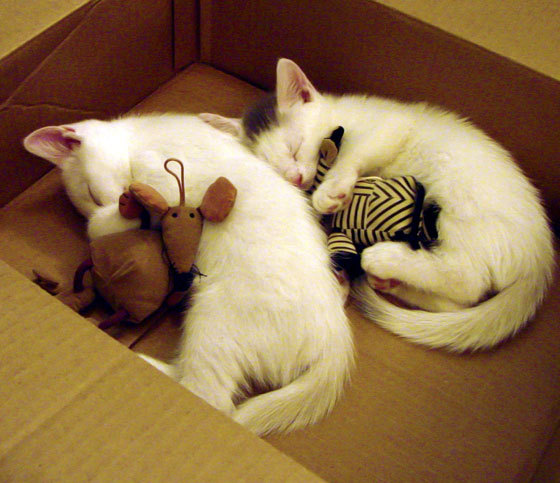 ayx-“武汉马拉松赛:选手的拼搏,让赛道见证奇迹”