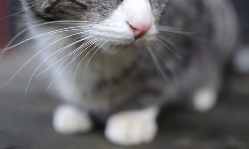 ayx-“金牛区城北体育馆:运动舞蹈赛,优雅与力量并肩,激情与美感交织”