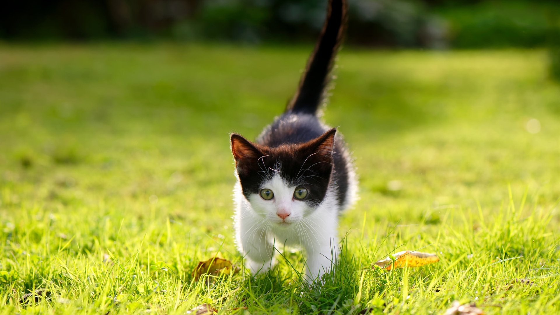 爱游戏体育-国际乒联混合团体世界杯:中国香港队的表现能否开启新时代?,国乒与香港队合影